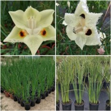 �pɫҰ�Sβ����ֲ��������lˮ�wˮ������