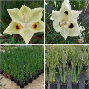 Double Color Wild Iris Flower Border Plant Base Wholesale Water Body Pool Potted Plants