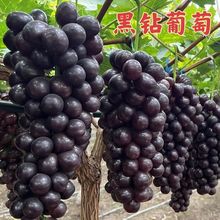 新品种妮娜皇后葡萄树苗巨峰美早红提爬藤王盆栽地栽保活保结果