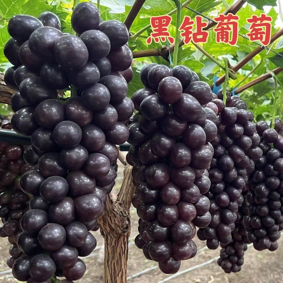 新品种妮娜皇后葡萄树苗巨峰美早红提爬藤王盆栽地栽保活保结果