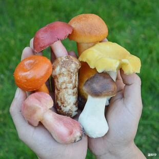 Ұ��Ģ��ʳ�þ�ģ�����^�u�ͺ��^��Ǿ�ţ�ξ�������¶��