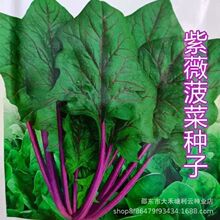 紫菠菜种子 特色蔬菜种子春秋冬季播种 大叶菠菜越冬菠菜阳台