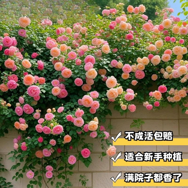 Розовые цветы и лозы