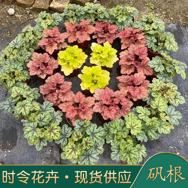 矾根 苗圃基地批发多色矾根 花镜花带装饰用苗 耐寒花卉 上车价格