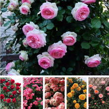 �ٱ��¼��������l �����¼����T��ɳ��ʯ����  �໨�Nޱ�����_��