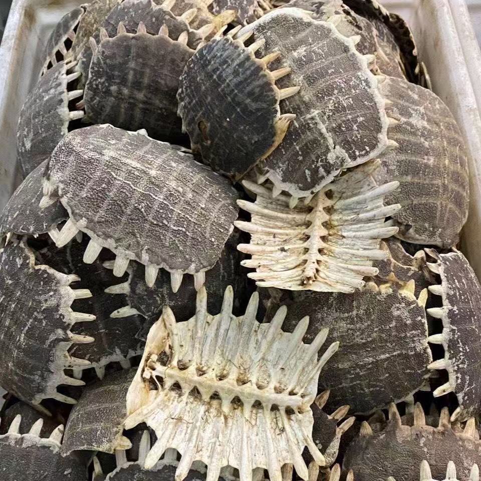 Bie Jia (Trionyx sinensis) Dried Turtle Shell Pieces — Traditional Chinese Herb, 500g key features