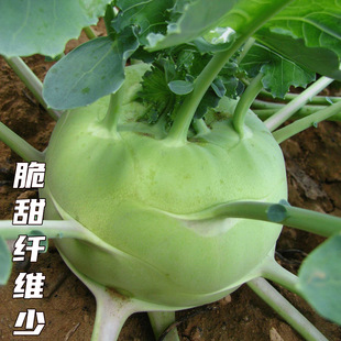 芥蘭菜種子圖片 海量高清芥蘭菜種子圖片大全 阿里巴巴