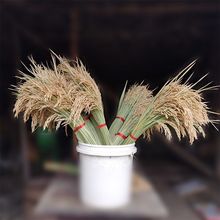 稻穗干花摆件天然真稻谷穗水稻园艺布景拍摄道具桌摆造景落地花束