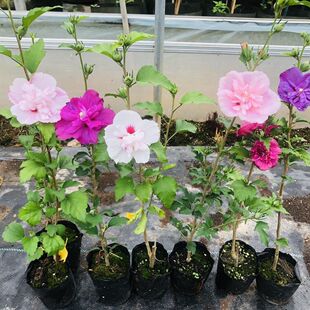 �ذ��ľ�Ȼ������Ԙ����ͺ��{ݮ��ɳ�ļ��̨ͥԺֲ���