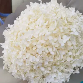 干花;永生花;仿真花