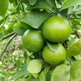 番薯类;柑桔;苹果