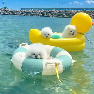 ������ӾȦ�ļ�����ȼٱ������С��ȮƯ������Ȥζ�������