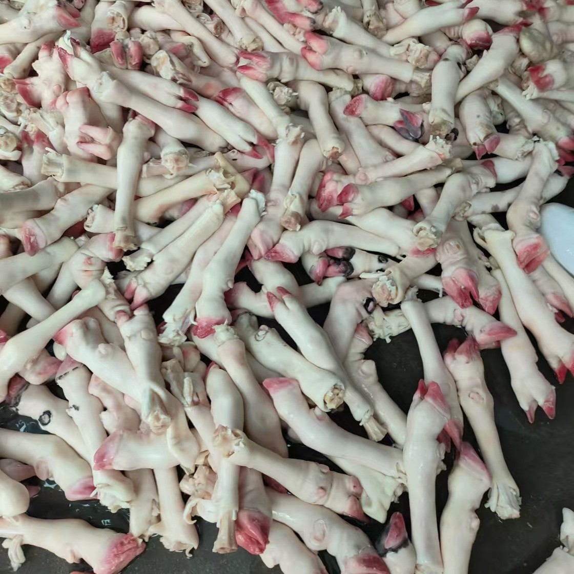 新鲜羊蹄带筋烫毛羊蹄火烧羊蹄羊脚羊头羊肉食材批发摆摊带皮羊蹄