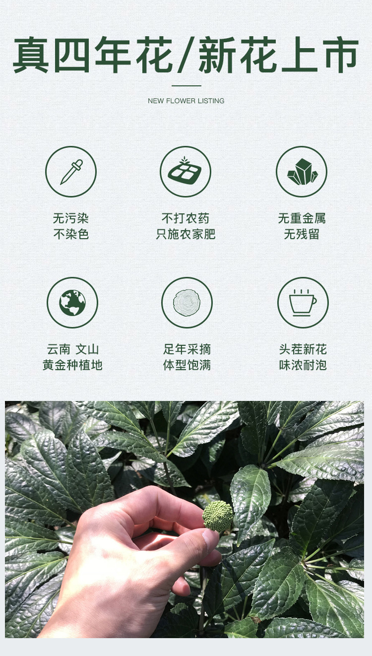 Panax Notoginseng Flower Tea San Qi Hua Dried TCM Herbal Tea 500g Loose Blooms for Daily Infusion overview