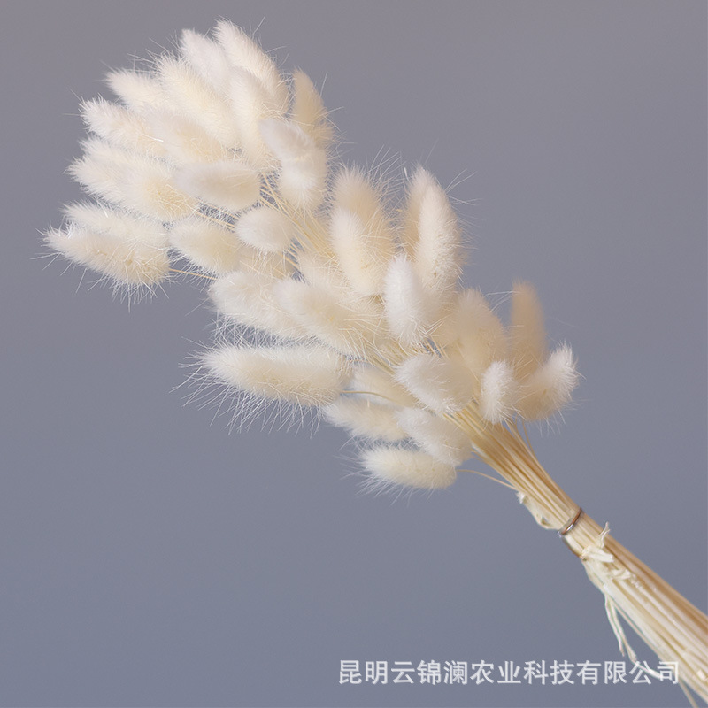 Un bouquet de 60 blancs / Bouquet