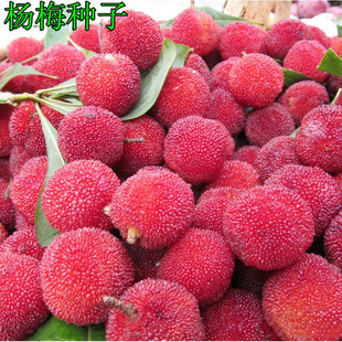 �²�ժ��÷�N��ˮ����N�Ӗ|����÷�N���}��÷�׵�÷��÷���]