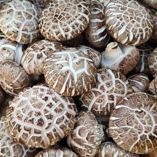 �����خaȥ���󻨹����ľ�㹽���Ƚ��X����������؛��؛���l