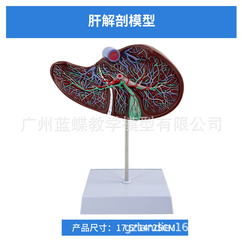 ҽѧ��������������ģ�͸��ŵ��ҵ��ܽṹ����ϵͳ������ʾ�̾�