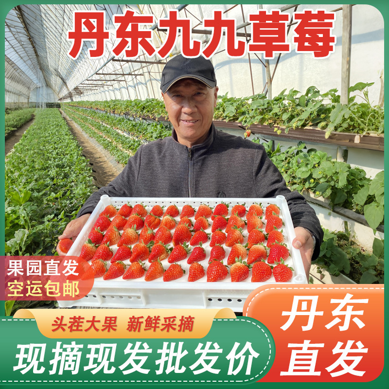 Authentic Dandong Jiujiu Strawberries, Jiujiu Blueberries, Hongyan (Red Beauty) Direct from the Place of Origin, Fresh Fruit Wholesale and Delivery, Fruit King
