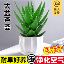 大盆芦荟盆栽室内净化空气绿植物办公桌面多肉四季养花卉仙人掌