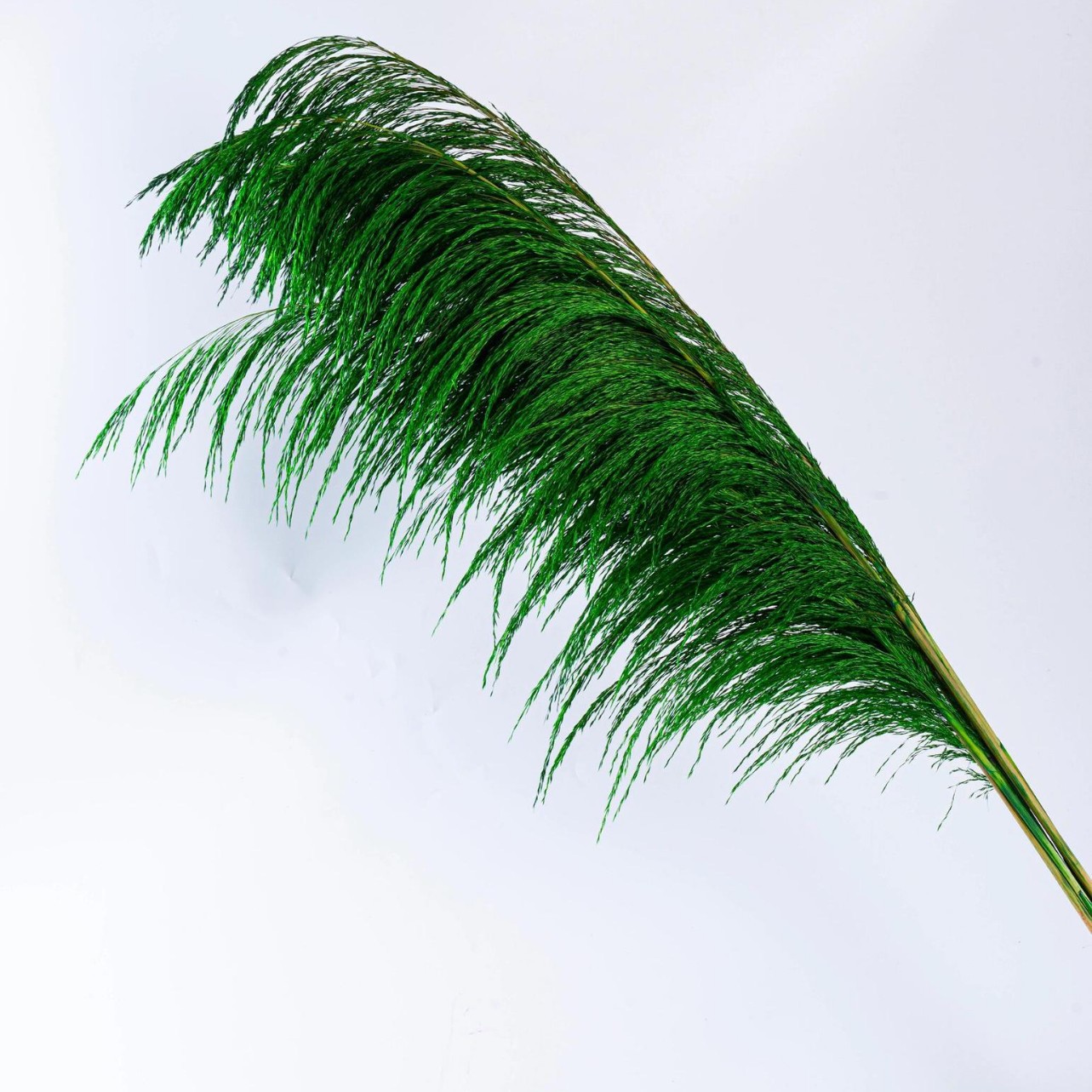 녹색 것