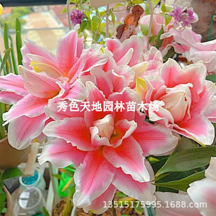 Imported Perfume Lily Bulb Large Ball with Bud Seed Double-Petaled Four-Season Flower Plant Indoor Potted Perennial