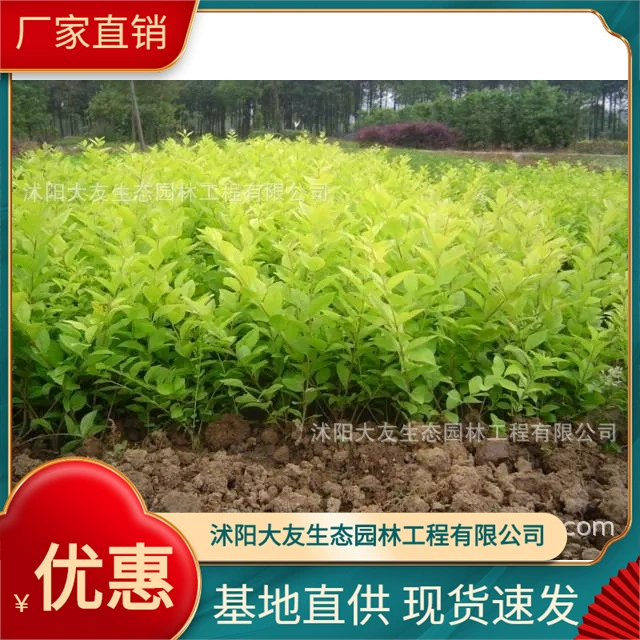 Jinye Ligustrum lucidum Base Оптовые сорта самостоятельного производства Полные живописные Ландшафтные инженерные озеленение саженцев