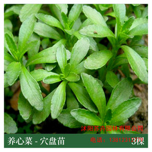 养心菜种根苗特色蔬菜种籽阳台专用盆栽救心菜根苗子高钙植物