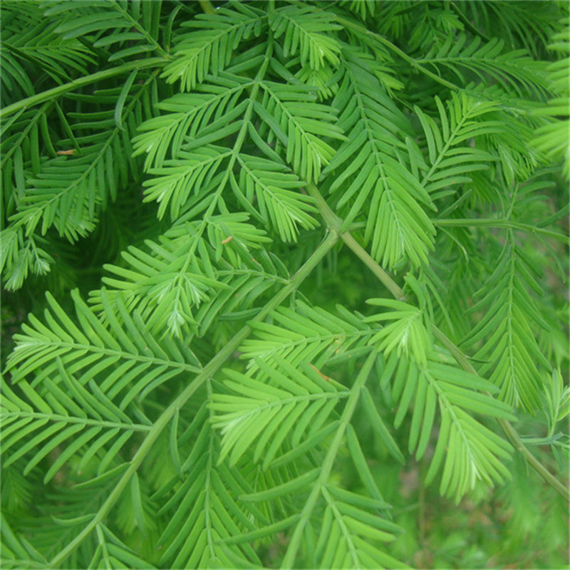 基地批发 水杉绿化树 景区湿地南北种植青叶水杉树 粗2-20公分