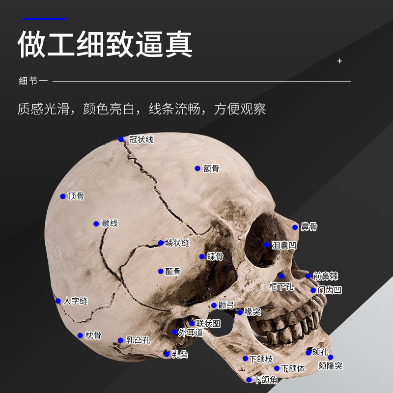 ��֬����ͷ����滭��ͷ���������弡���������ͷ­ͷ��ģ������