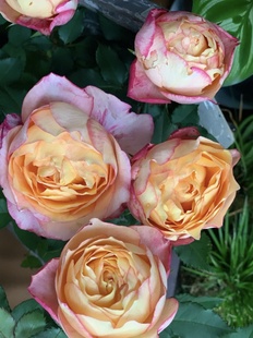 Plant [Big Flower Beauty] 180 Pots of One Thing and One Shot Base Straight Hair Rose