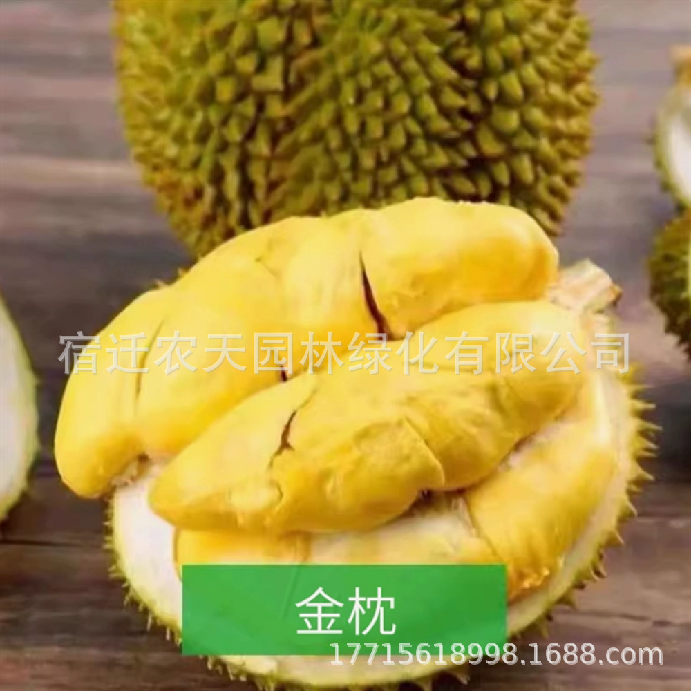 榴莲果树苗金枕头猫山王黑刺榴莲苗南方种植榴莲果树果苗当年结果