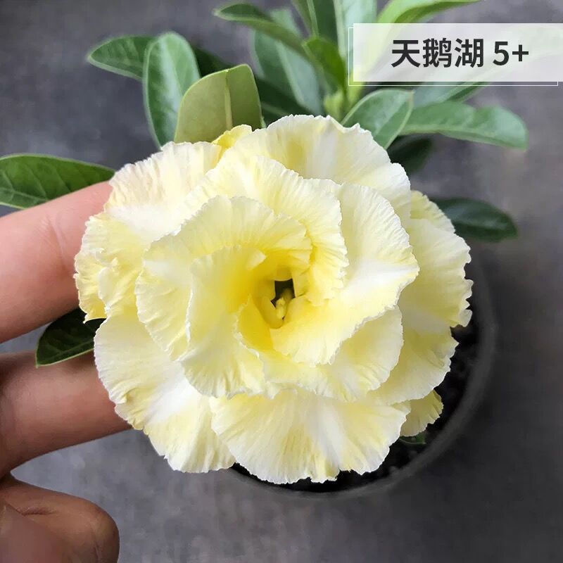 # 12 백조의 호수-사막(3년생 모종) 같은 해에 개화