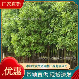 基地批发 自产自销香樟树苗 景区造景道路园林工程绿化苗