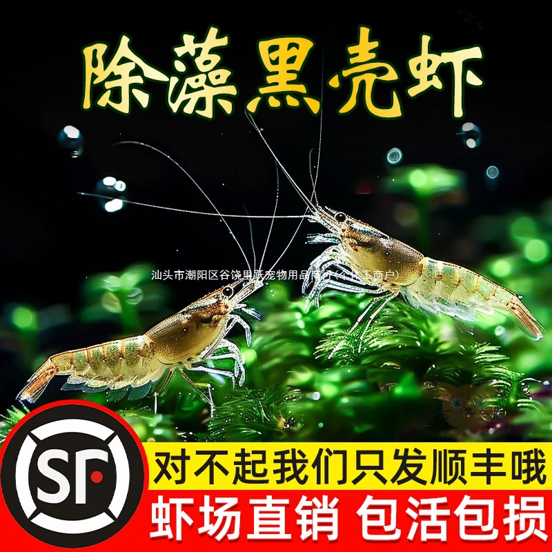 Очень большой черный раковина для аквариума с креветками, инструмент для удаления водорослей, аквариум с травой для креветок, чистка декоративных креветок, живая еда для домашних животных, холодный прыжок, домашнее животное.