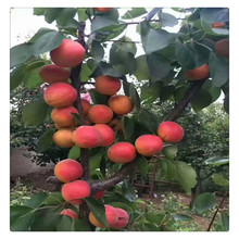 新采树种子杏树种杏子北梅归勒斯杏花杏核种子果树种籽荷兰香蜜杏