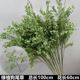 Purple green dog tail grass