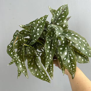 �V�~�ﺣ�ľW�t�Gֲ�����ﺣ���~�Ҿ��b�ֲ���쾰�羳���R�dֲ��