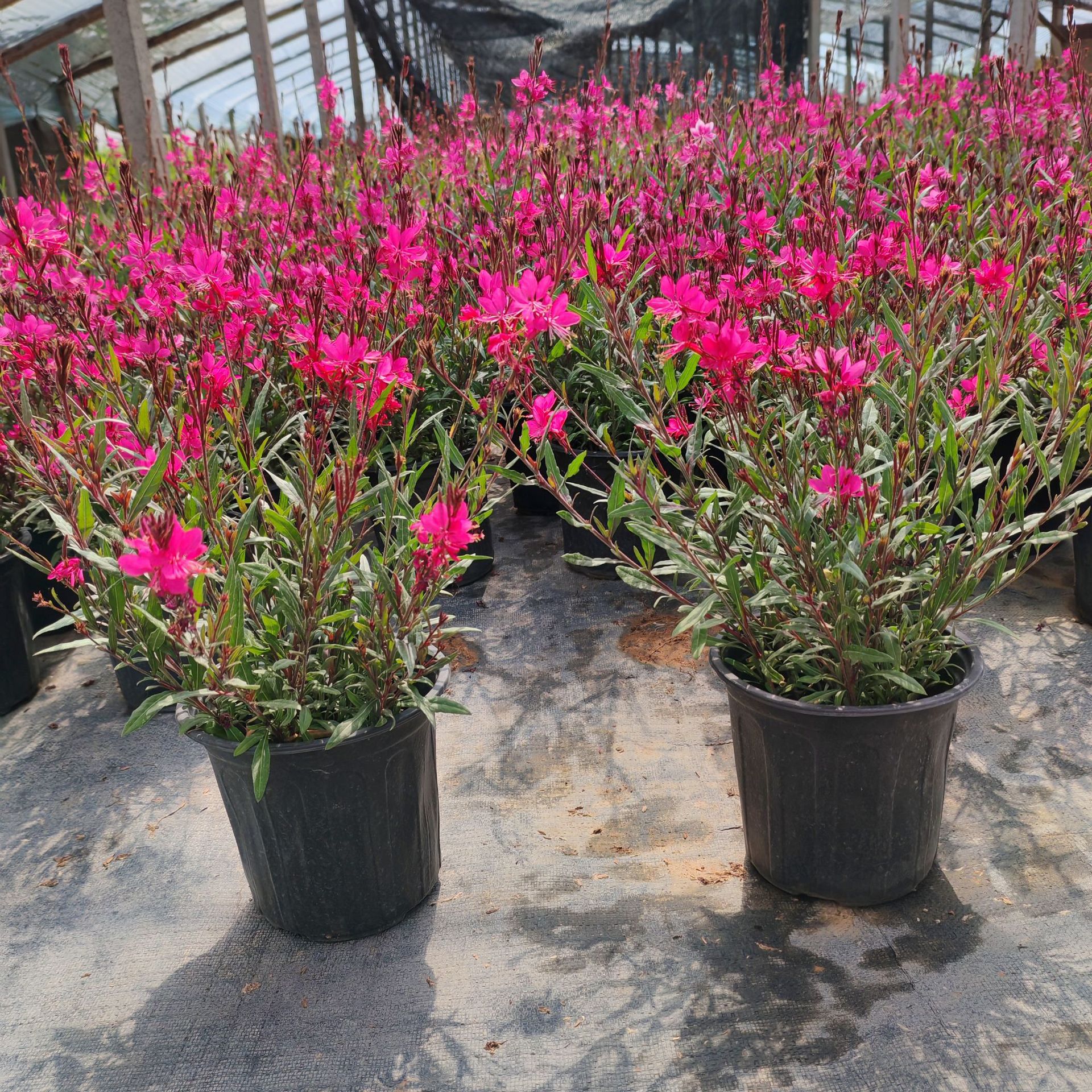 6744c1ae-57aa-4912-acb9-17f10a