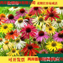 ɹշNӴ̨ͥԺ׻LɫɹջN