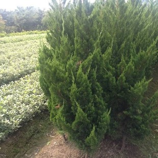 �������l��Ƥ�� �ļ������Ƥ�ɘ��� �е��G����Ƥ��