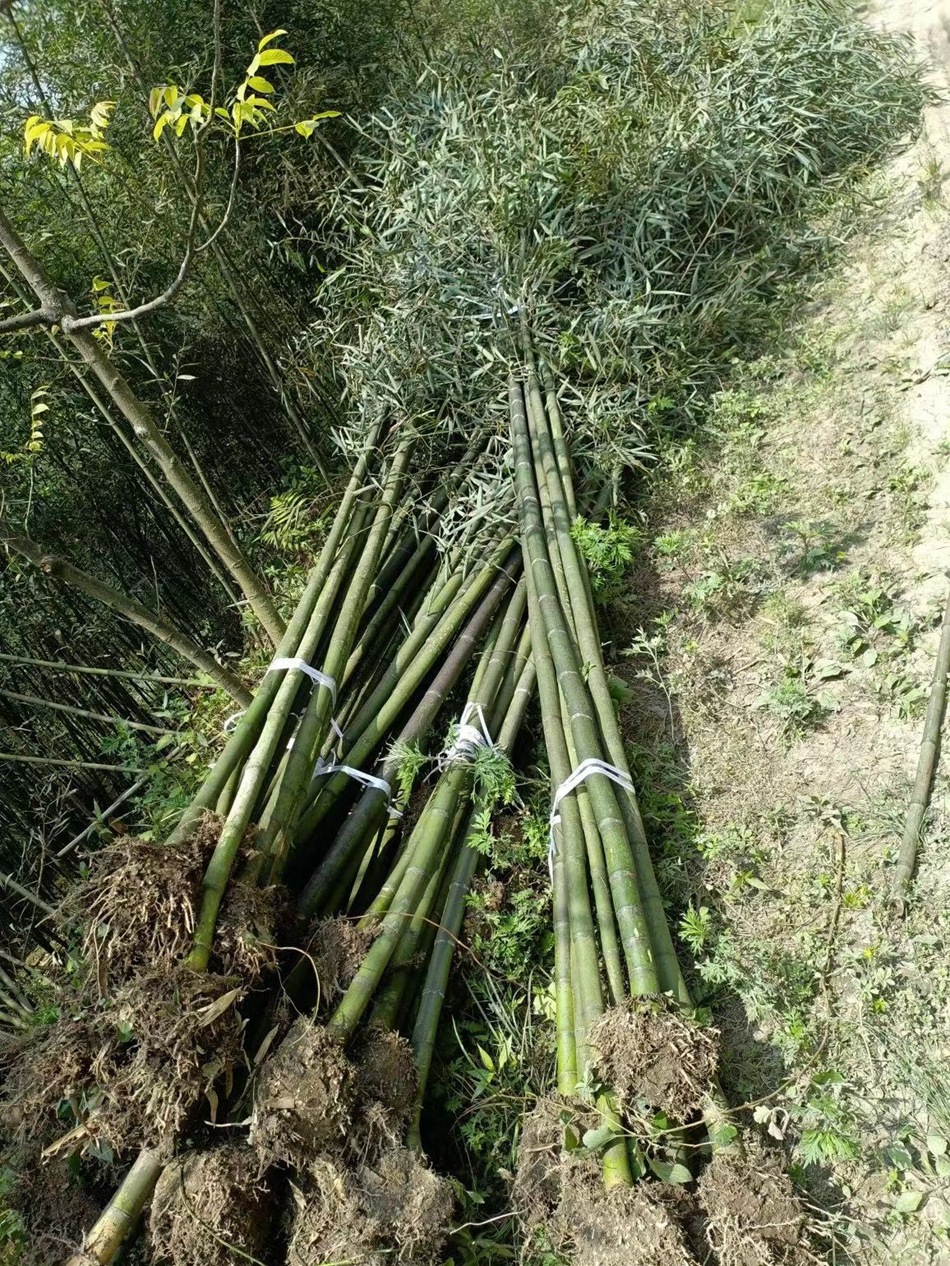 雷竹 雷公竹 四川绿化工程苗木竹类植物 庭院景观私家花园植物-阿里巴巴