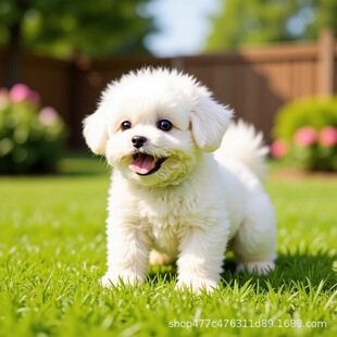 ��ȮС�w�׹����w���ﹷ�� ���N������ȮС�w�豭Ȯ�nϵ���ܰ�ɫ