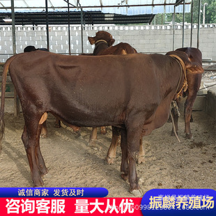 ��ľٝţ ��ţ�� Сţ�ٻ��w �Bֳ�����Sţ���� ��ľٝ�r��