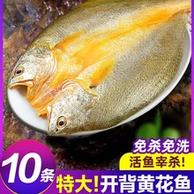 黄鱼鲞新鲜冷冻大黄鱼黄花鱼三去生鲜宁德小黄鱼鲜活海鲜海鱼商用