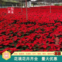 һƷ�t�����}�Q�t�}�Q��Ԫ���������R�@�־��^�G��������ľ���l