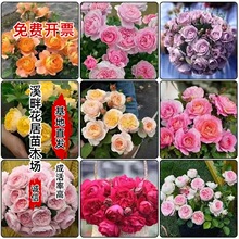 �¼�С��Ǥ�����l�ļ��_�������̨ͥԺ�^�p�������������¼�����