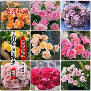 �¼�С��Ǥ�����l�ļ��_�������̨ͥԺ�^�p�������������¼�����