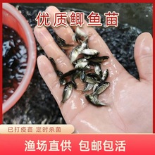 ���|�п���̖С�y�a�~�~�絭ˮ���w���~�����~�绨�������