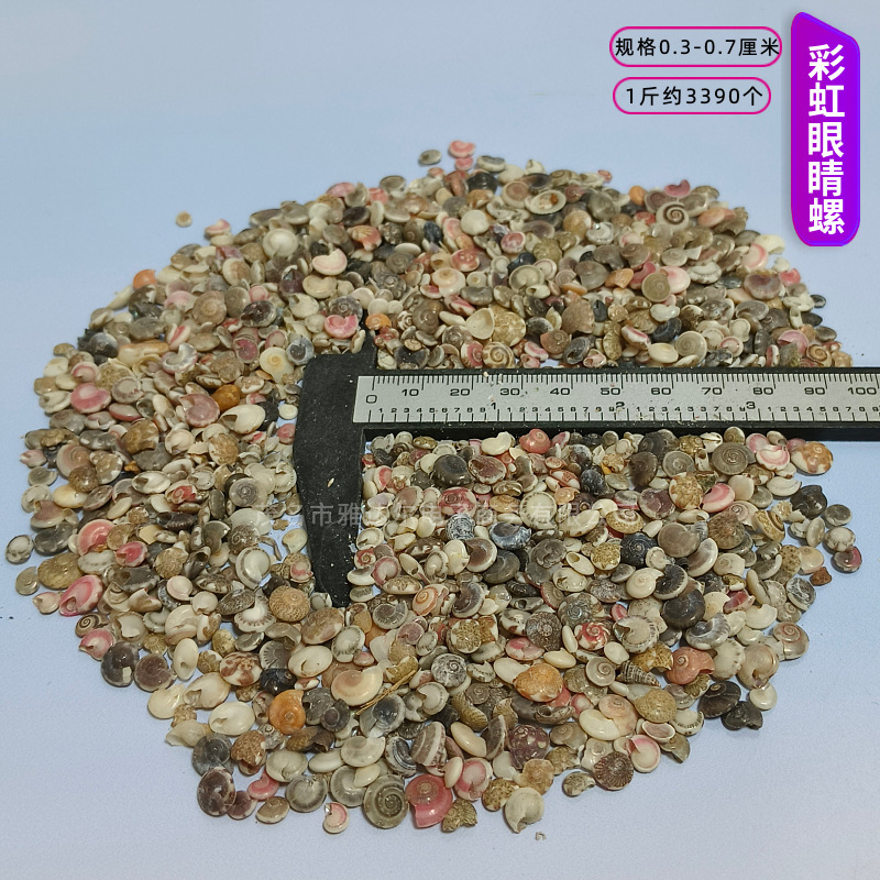 貝殻と法螺貝 1～2cmをポンド単位で販売、貝殻と砂を混ぜて手作りのDIYテーブルを製作、ドリフトボトルを製作|undefined